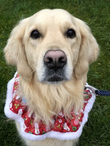 Biscuit the golden retriever